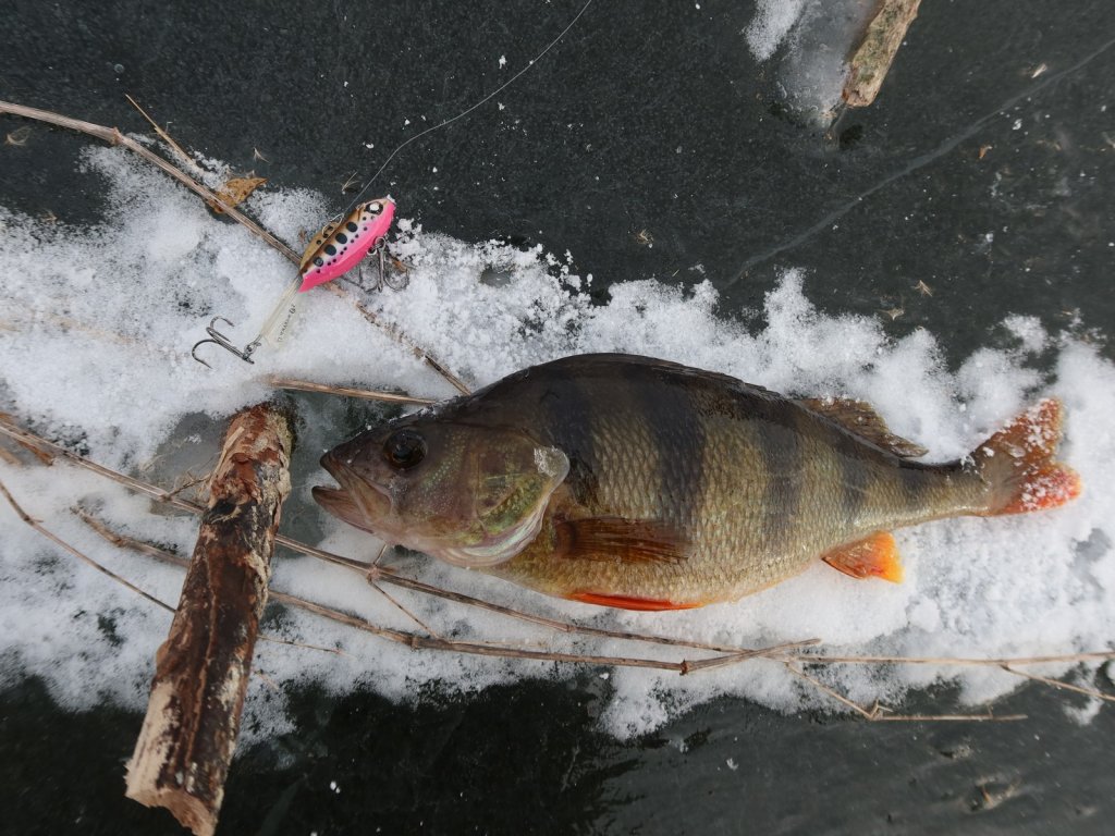 Окунь пойман на балансир в коряжнике