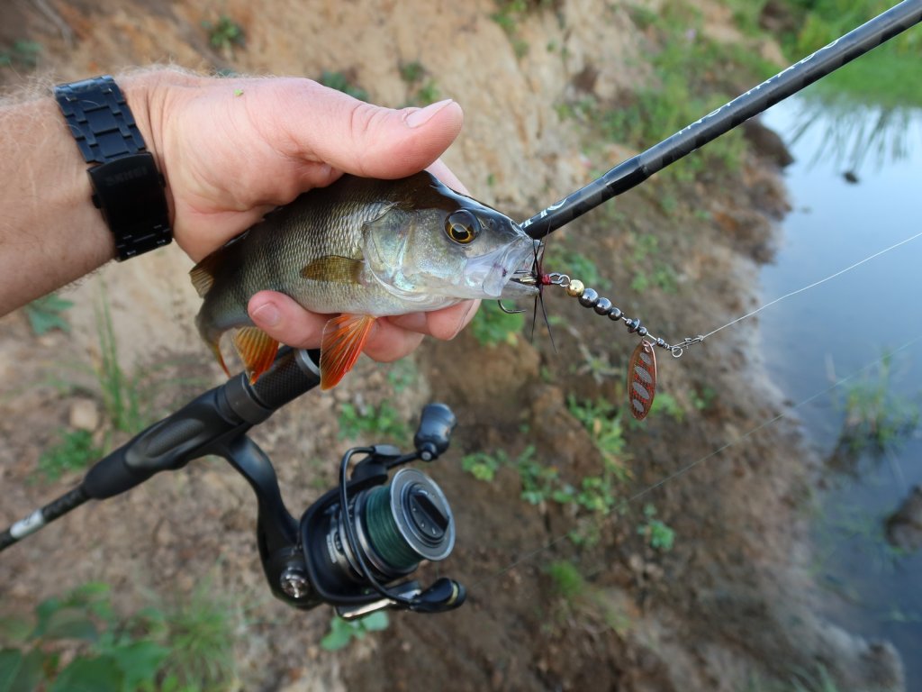 Окунь с вертушкой и снастью
