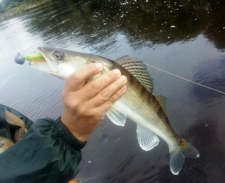 судак - биология места обитания и поведение 00002.JPG