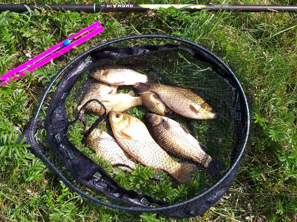 Караси в подсаке рядом с поплавочной удочкой