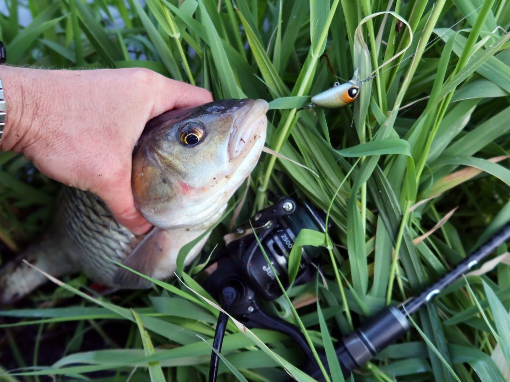 Голавль с воблером в руке