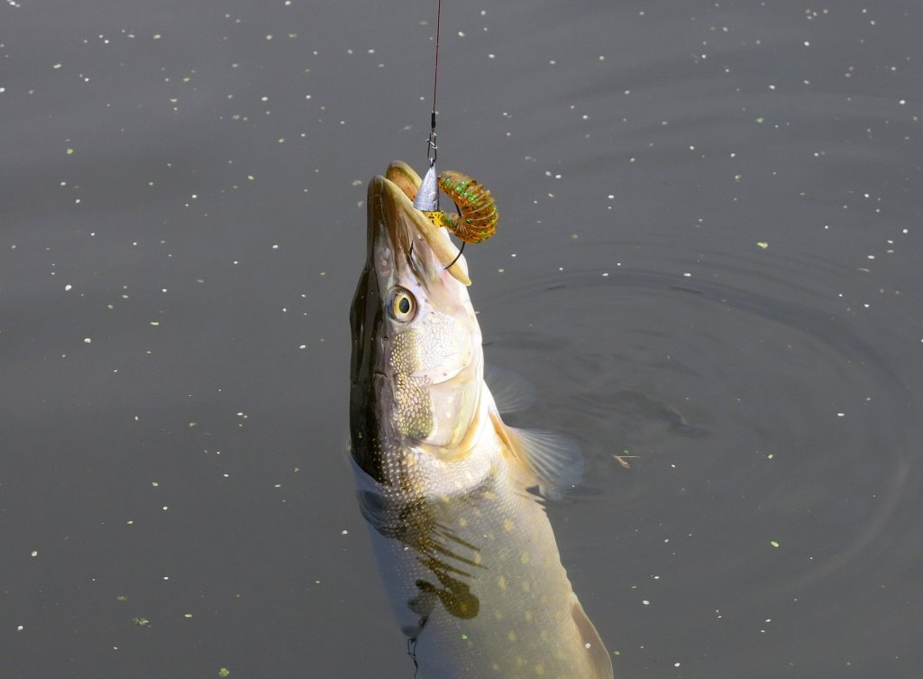 Щука клюнула на твистер