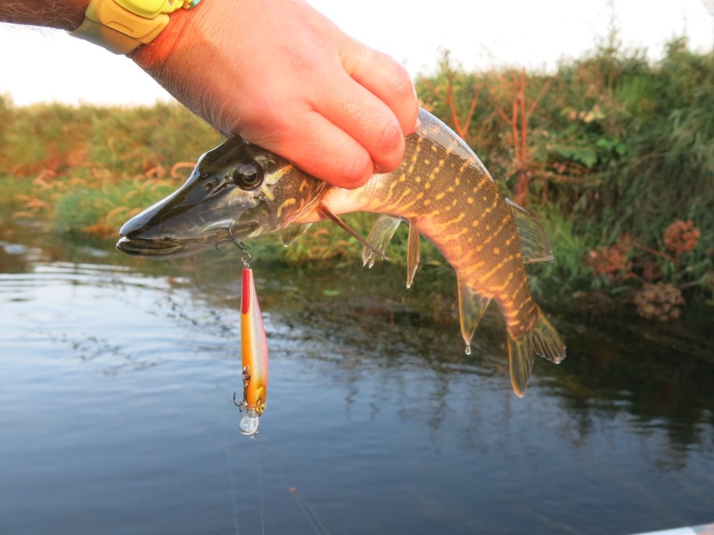 Щука клюнула на воблер на реке