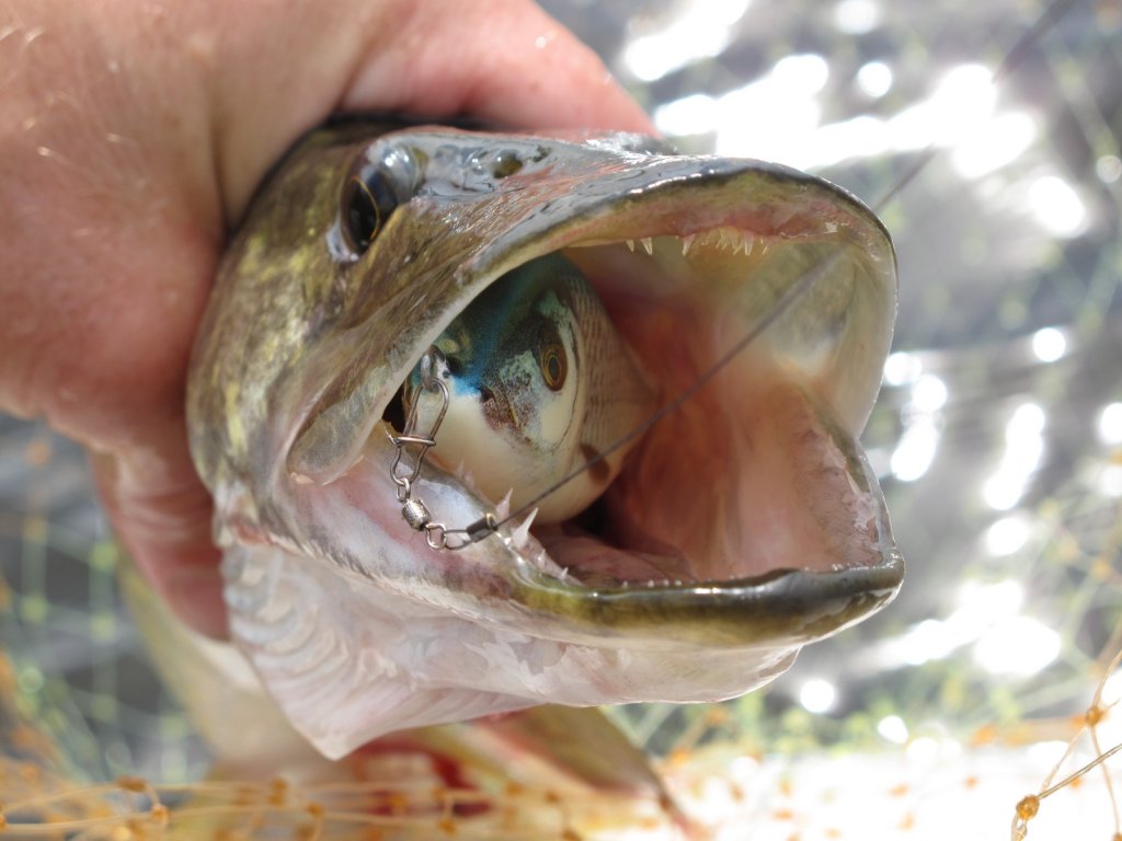 Щука с приманкой во рту Щука с приманкой во рту