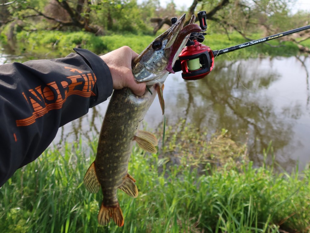 Щука с приманкой и снастью на реке