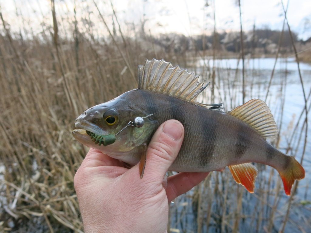Окунь клюнул на микроджиговую приманку