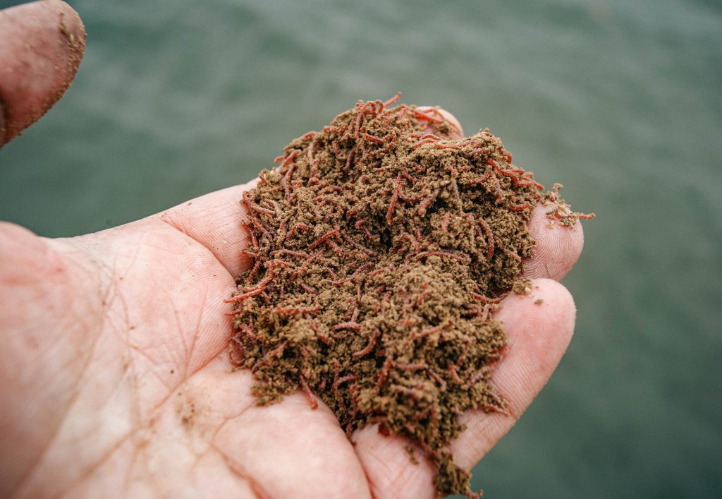 Прикормка с мотылём в руке Прикормка с мотылём в руке