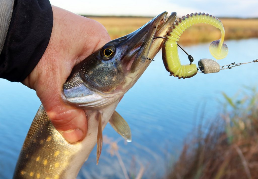 Щука поймана на виброхвост на офсетном крючке