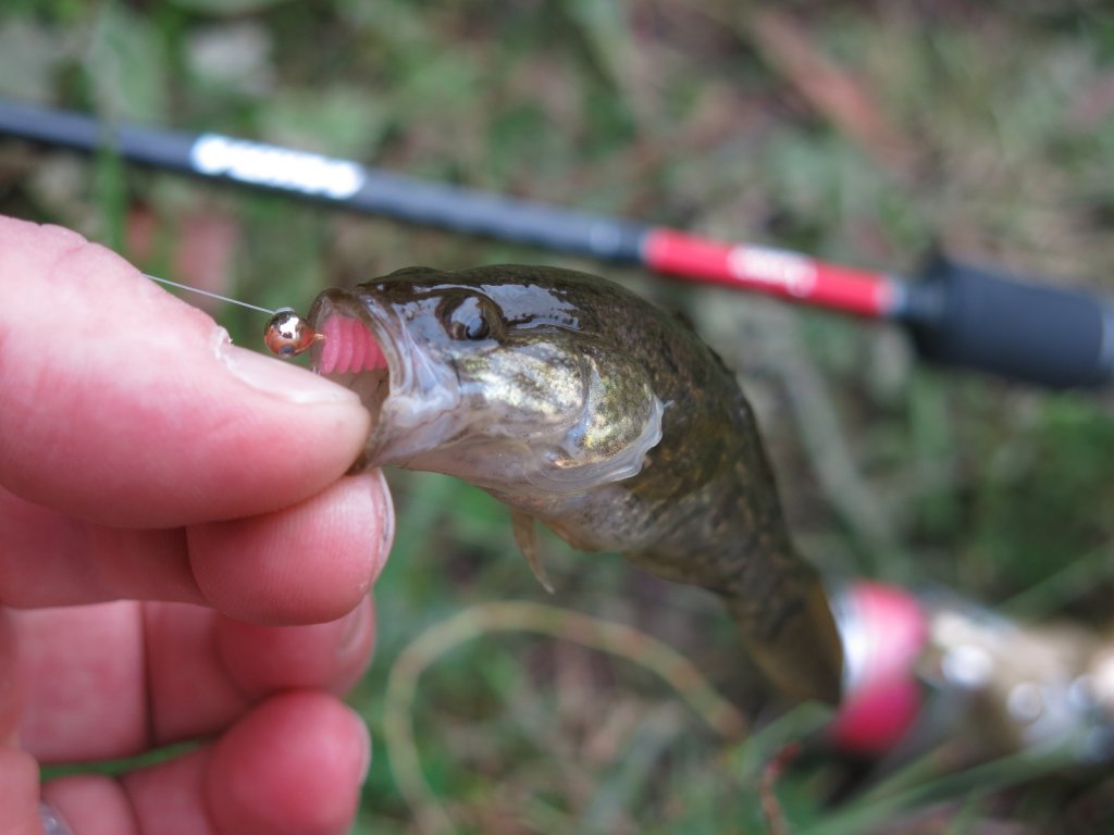 Спиннинг и пойманный на него ротан
