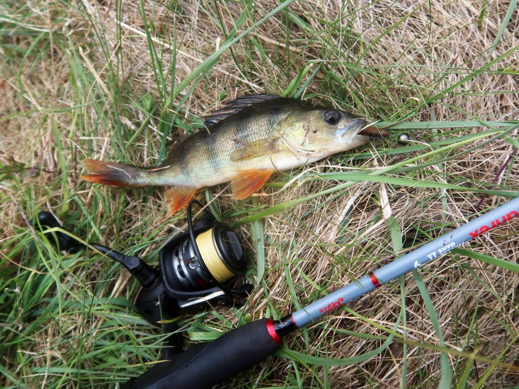 Окунь пойман на микроджиг