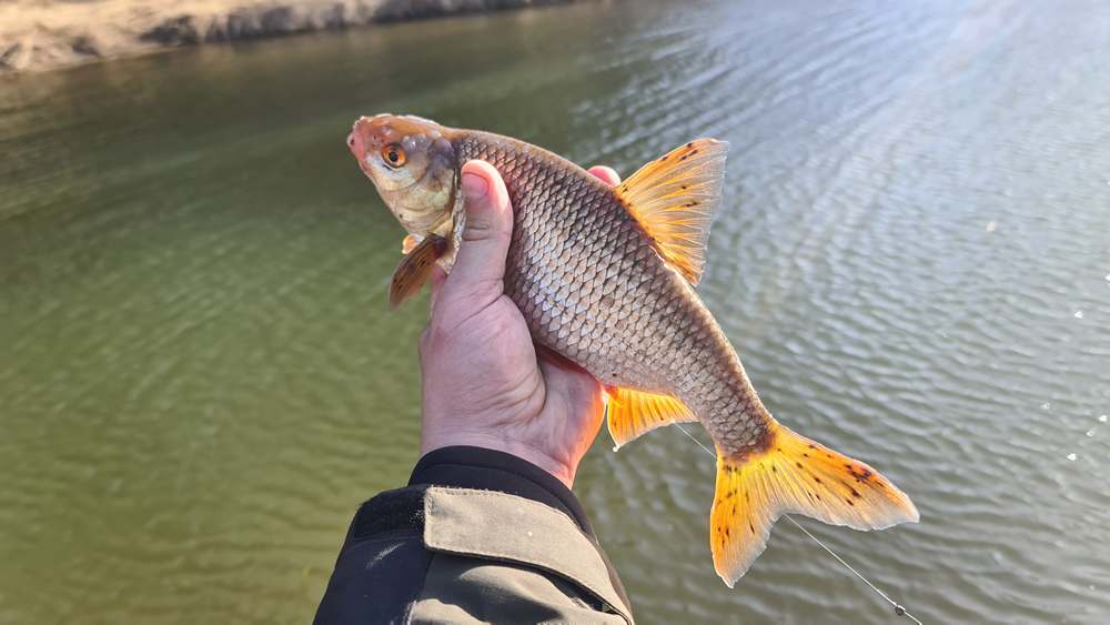 как ловить на удочка с кольцами и катушкой 00005.JPG