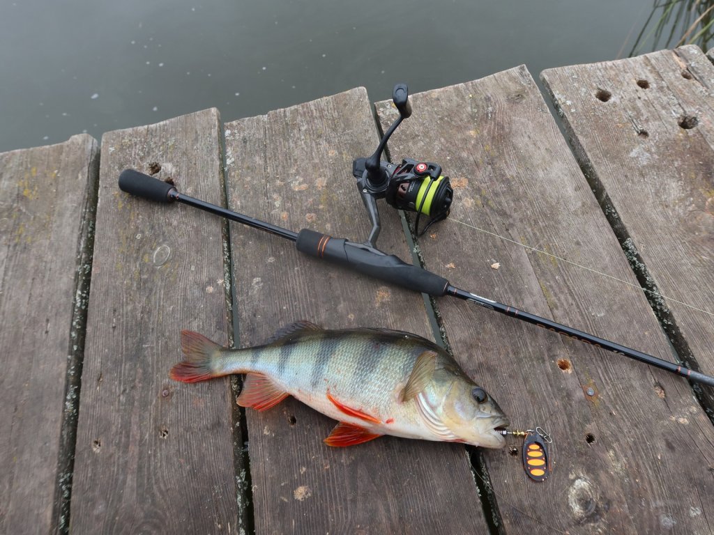 Крупный окунь клюнул на вертушку