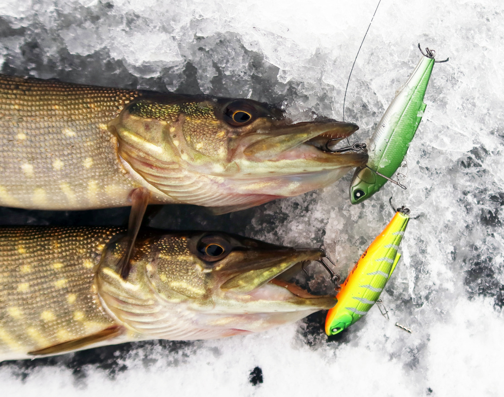 Две щуки с вибами Лаки Джон Виб 68 в пасти
