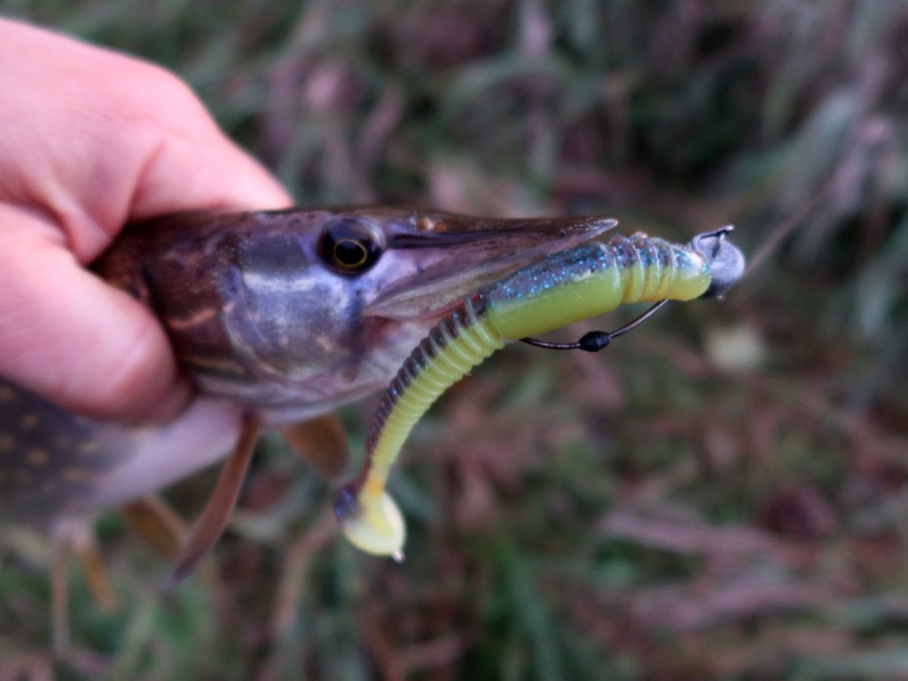 Щука клюнула на съедобную резину Lucky John Tioga