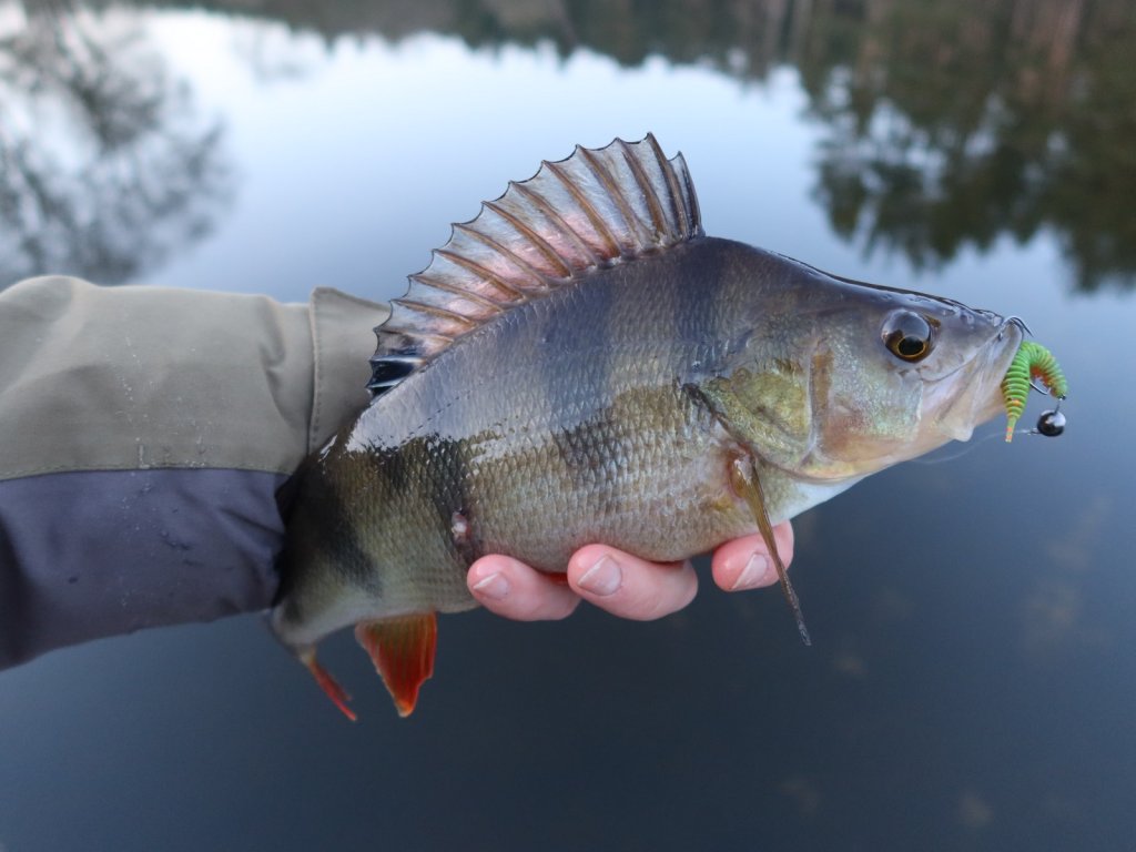 Крупный окунь соблазнился на зелёную силиконку