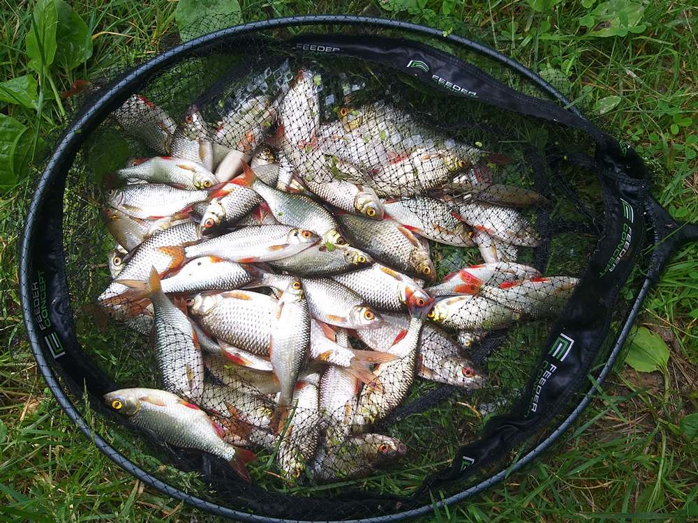 восемь ошібок в поплавочной ловле 0013.JPG