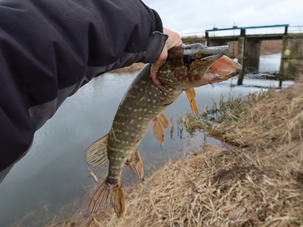Щука поймана возле шлюза