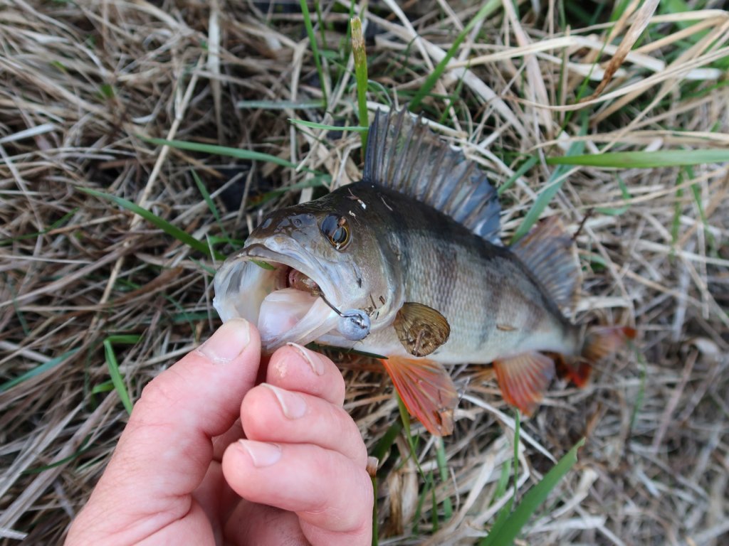 Окунь глубоко заглотил приманку