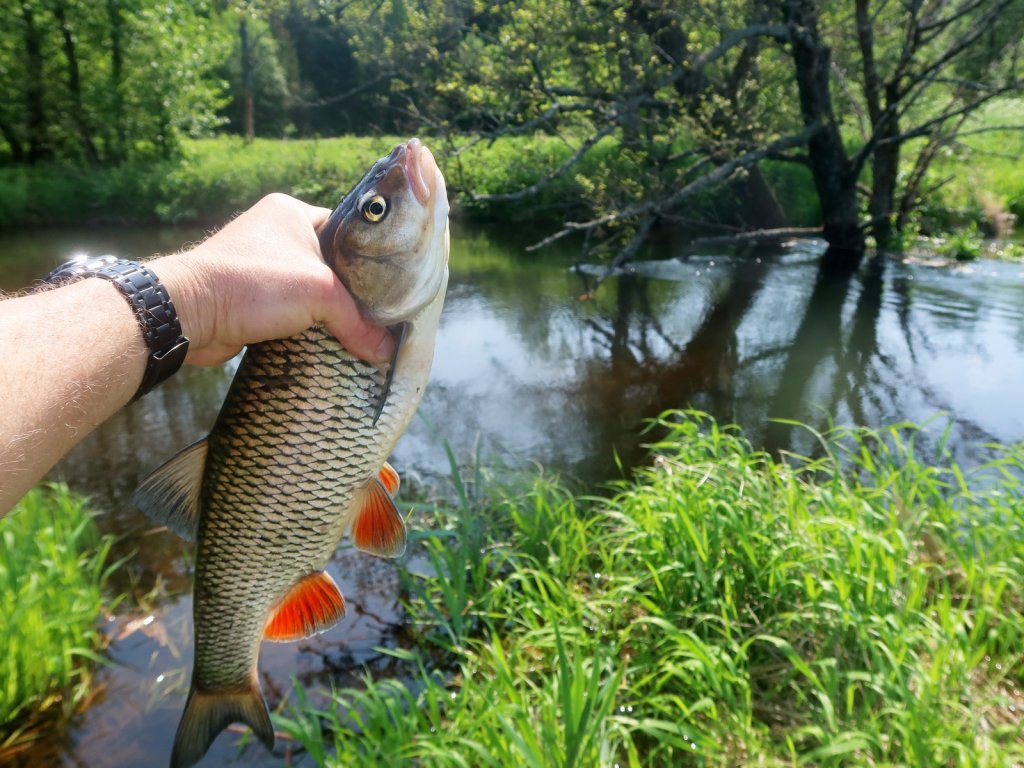 Голавль пойман у затопленного дерева
