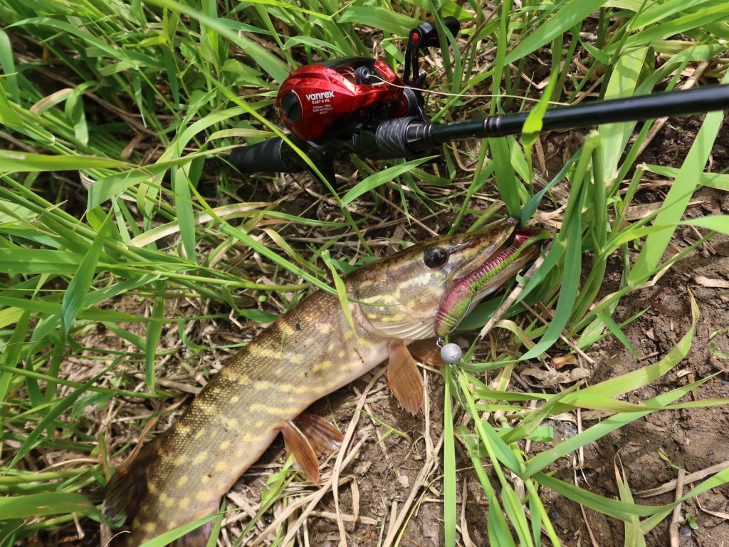 Щука с кастинговой снастью