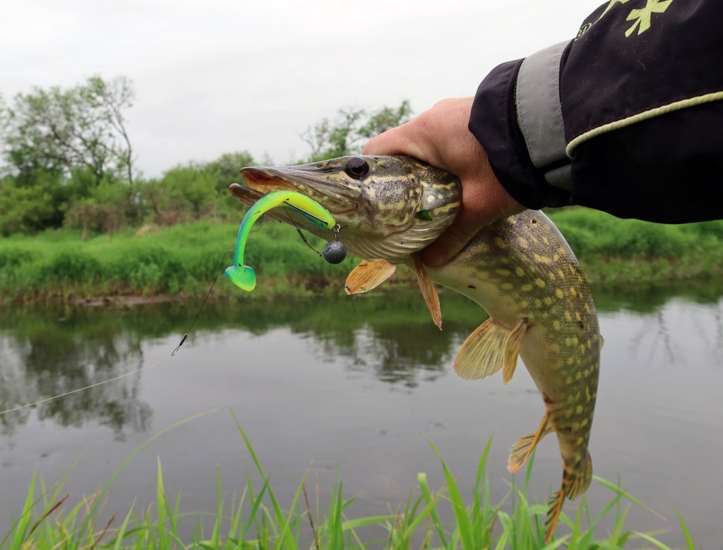 Щука поймана на кислотную резину на малой реке
