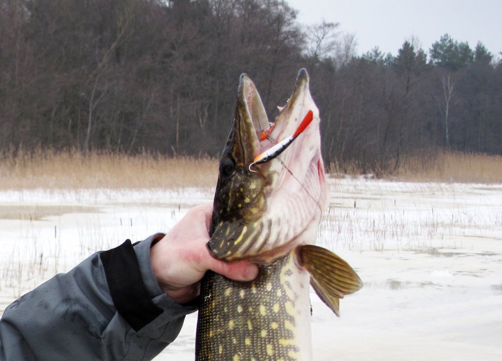 Щука с балансиром в береговой зоне водоёма Щука с балансиром в береговой зоне водоёма