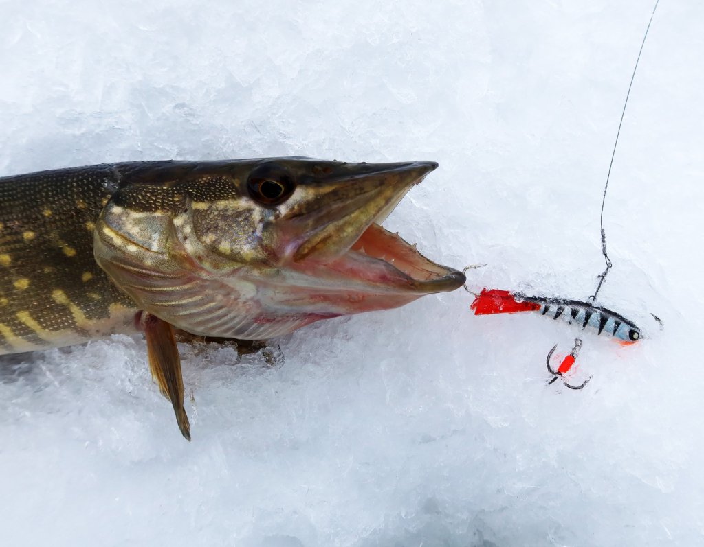 Натуральный балансир для щуки
