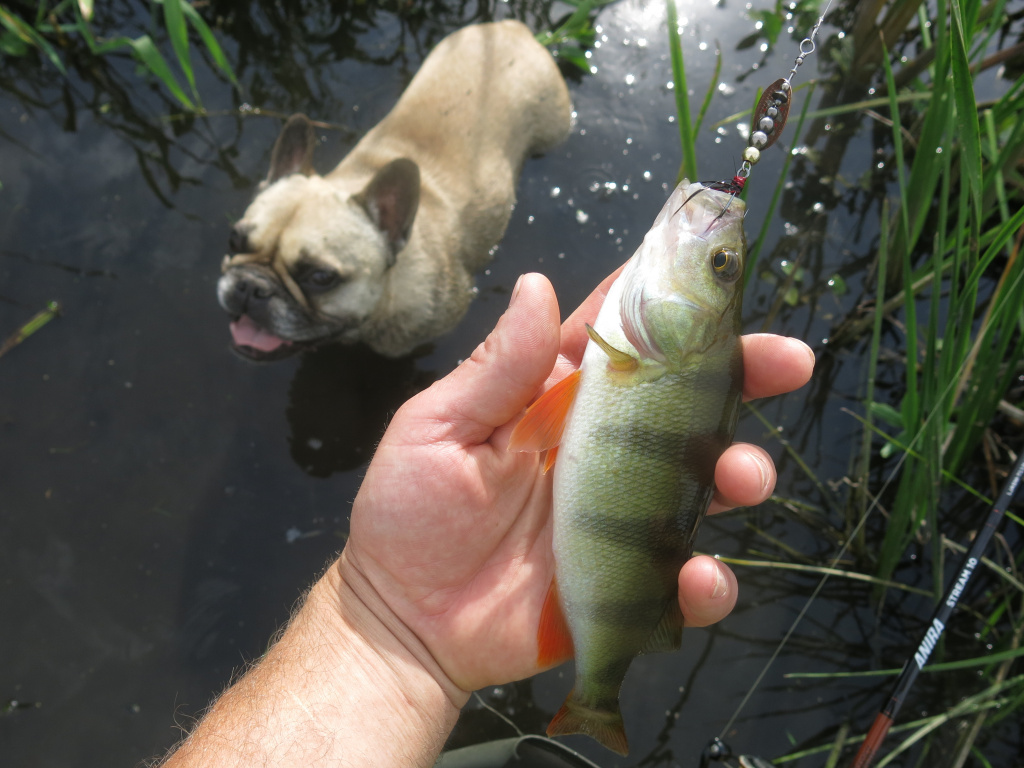 Окунь пойманный на вращающуюся блесну в руке рыболова