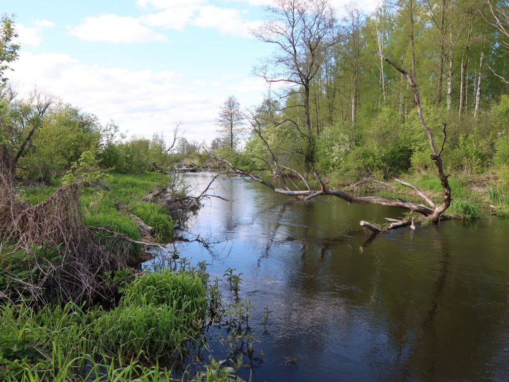 Закоряженная малая река весной