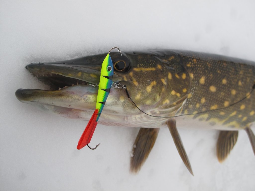 Щука засеклась на тройник яркого балансира