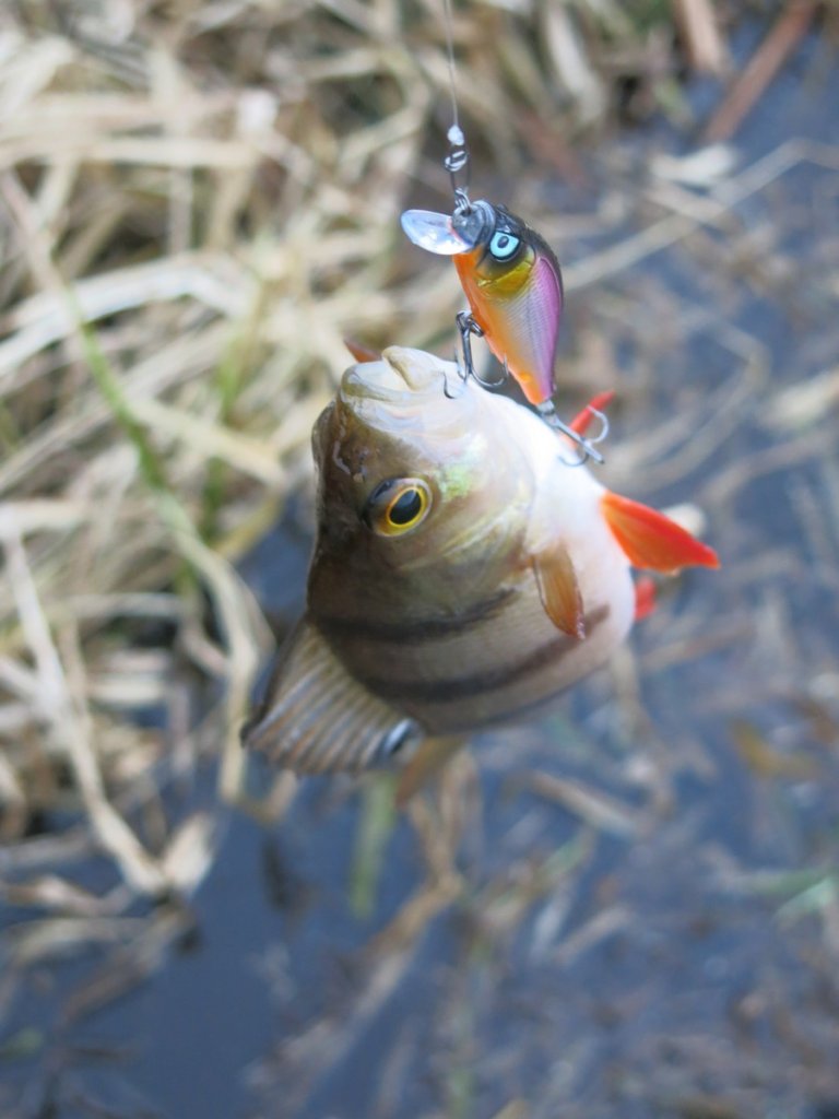 Окунь клюнул на воблер Окунь клюнул на воблер