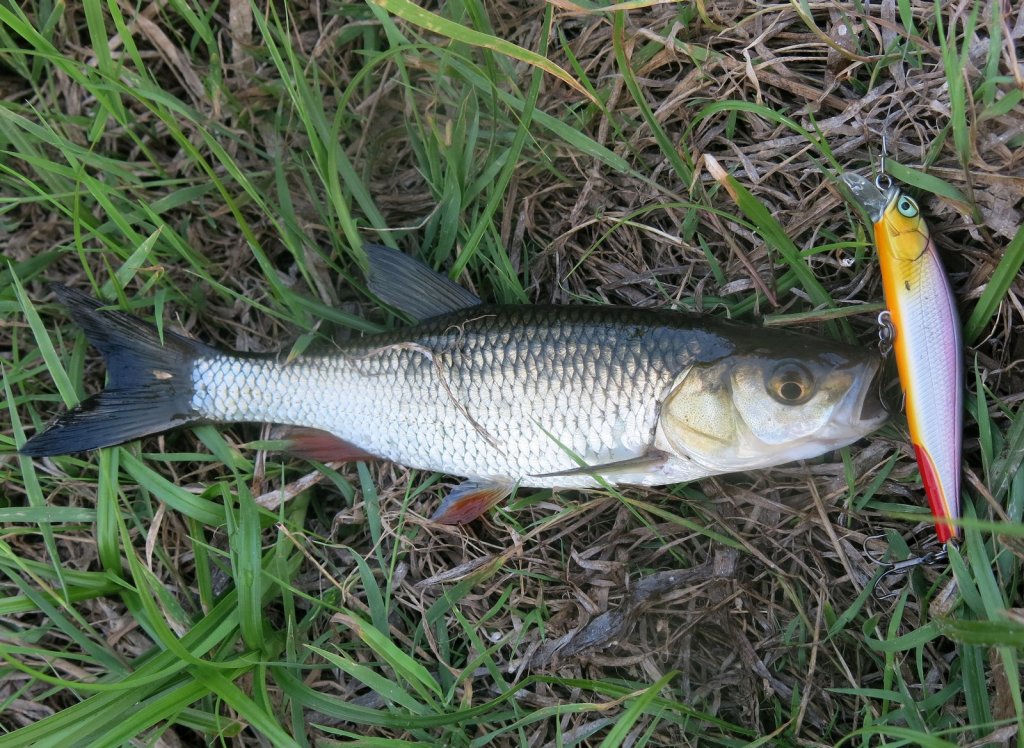 Голавль клюнул на воблер минноу