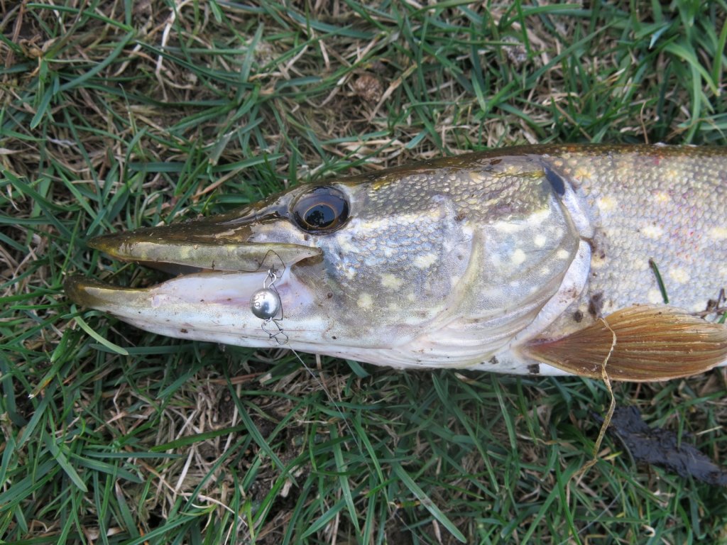У щуки из пасти виден только грузик