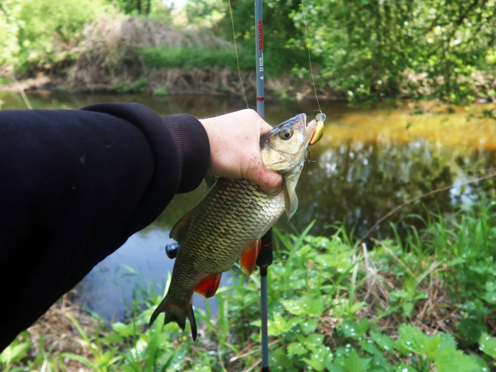 Улов на голавлёвой речке
