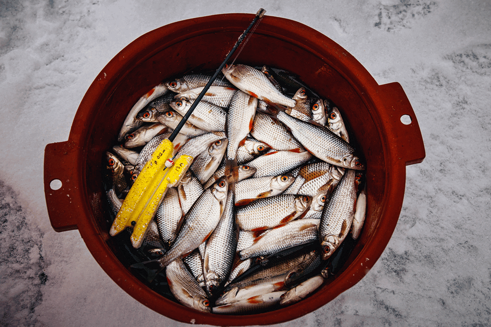 Улов на весенней рыбалке со льда