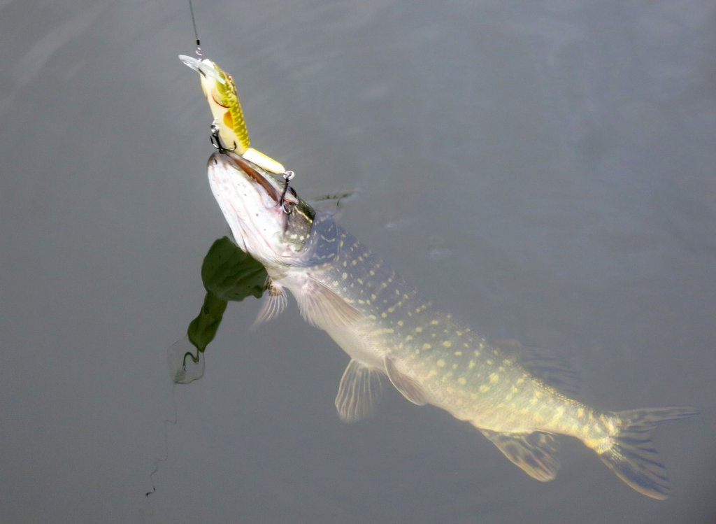 Щука клюнула на воблер "под щуку" Щука клюнула на воблер "под щуку"
