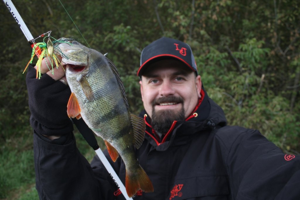 Окунь на спиннербейт Окунь, пойманный на спиннербейт, в руках рыбака