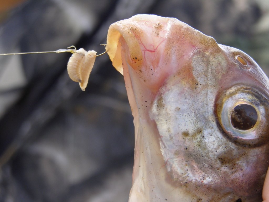 Лещ и опарыши на крючке