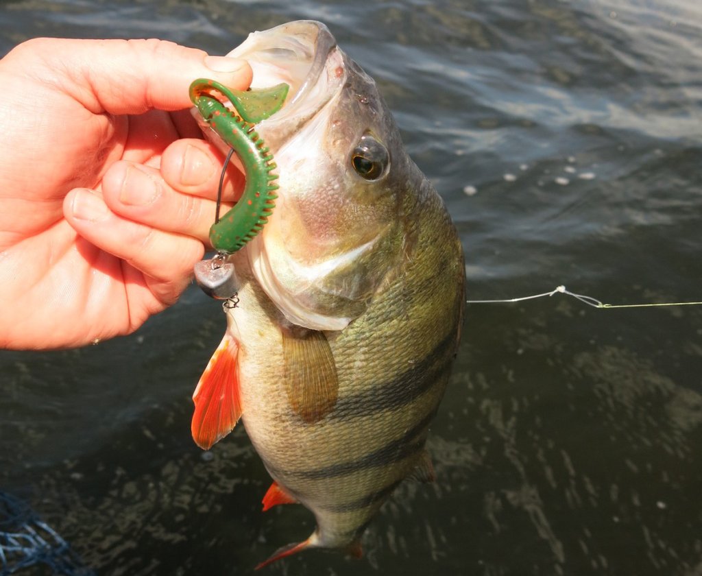 Окунь клюнул на зелёный твистер