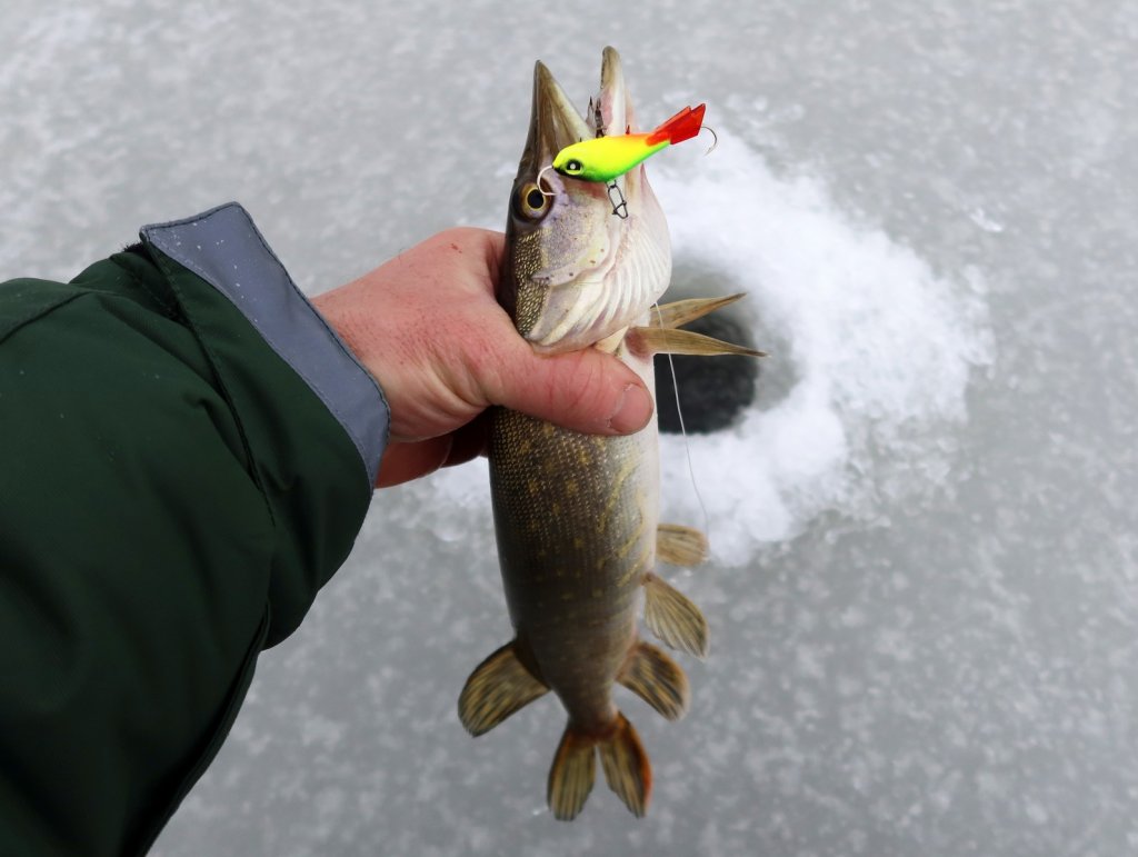 Щука с балансиром в руке