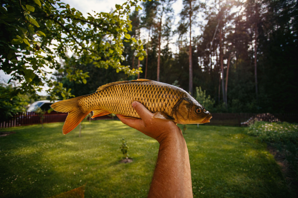 карп на фидер 0008.JPG