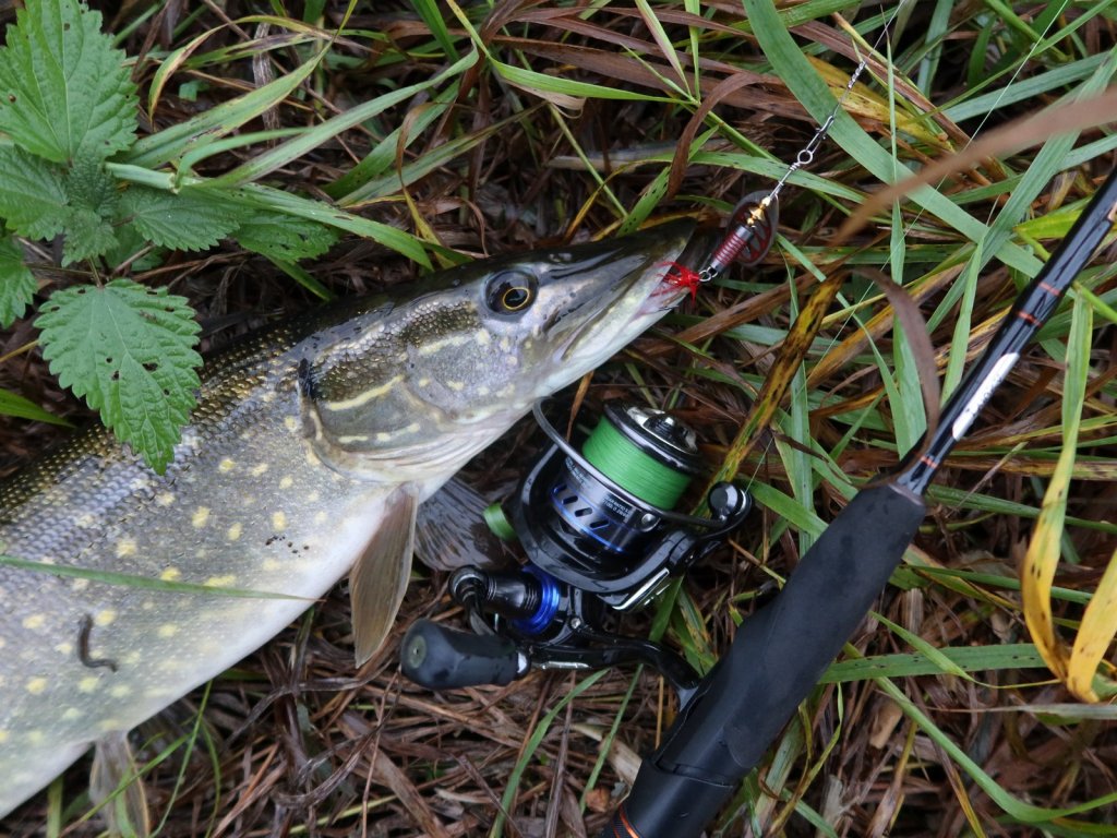 Щука с вертушкой и спиннинговая снасть