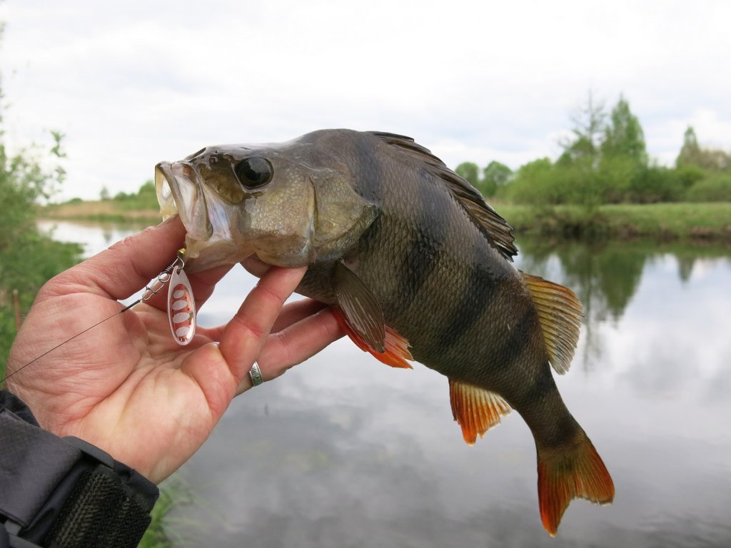 Хорошие окуни ловятся на вертушку
