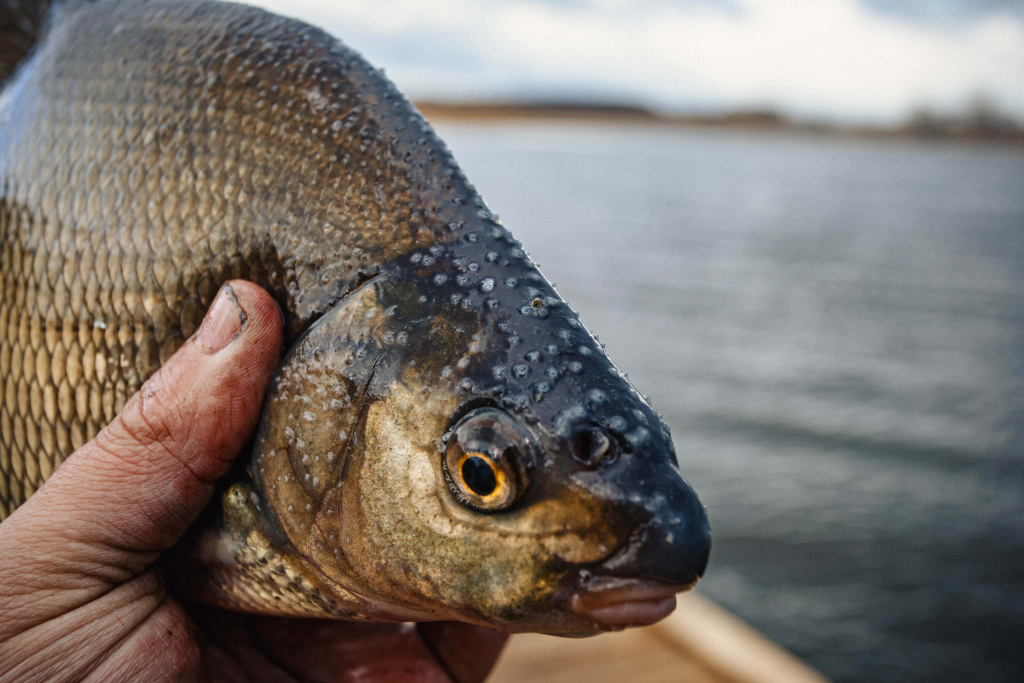 ловля на леща в мае 00006.JPG