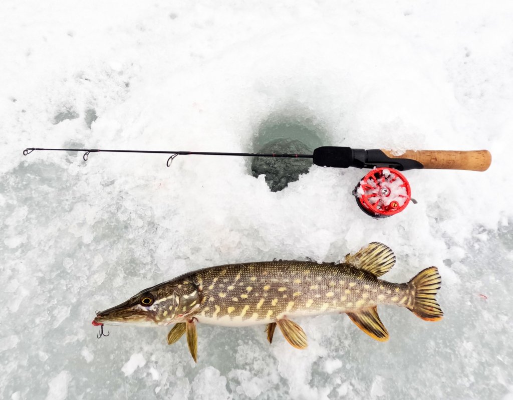 Щука с балансирной снастью на льду