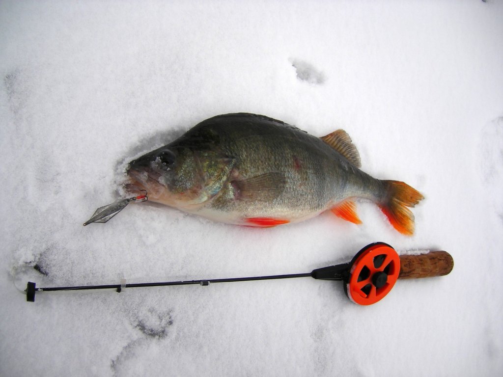 Окунь с удочкой на льду