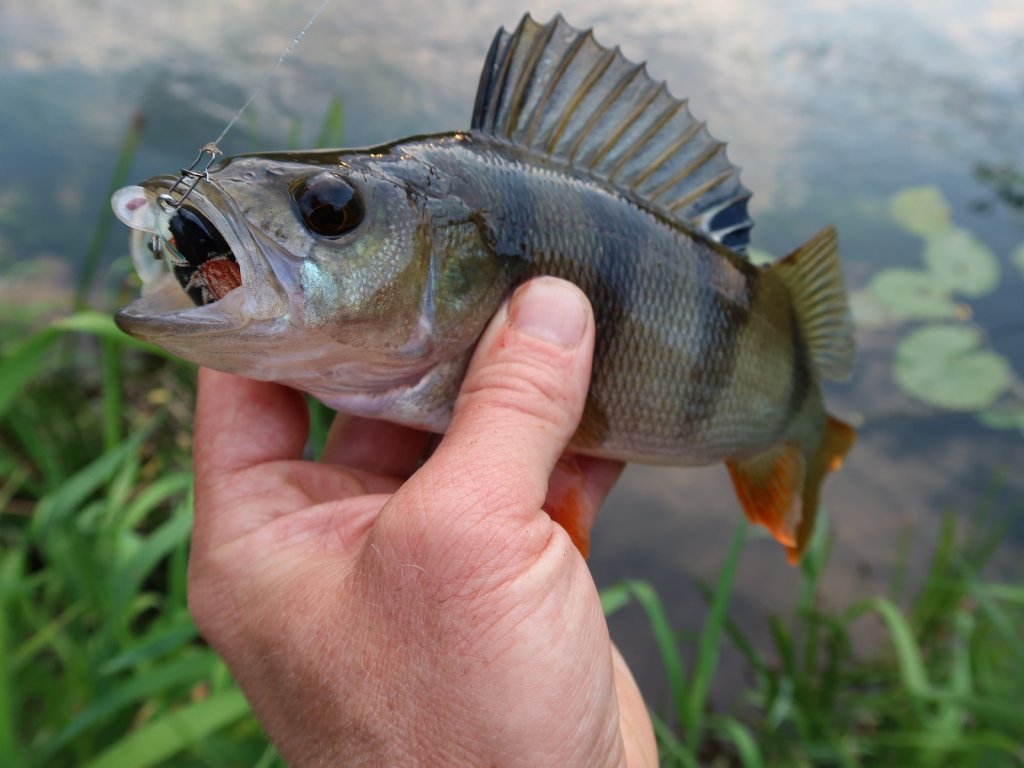 Окунь клюнул на голавлёвый воблер