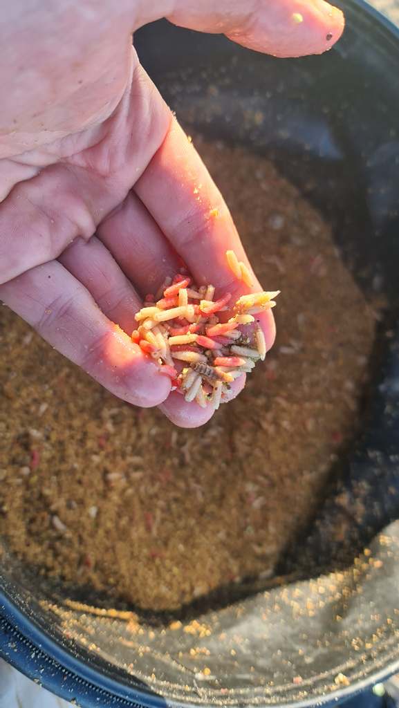 Опарыши в руке над ведром с прикормкой