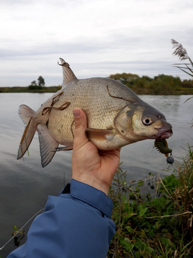 Как появляется рыба в озерах: основные факторы и процессы