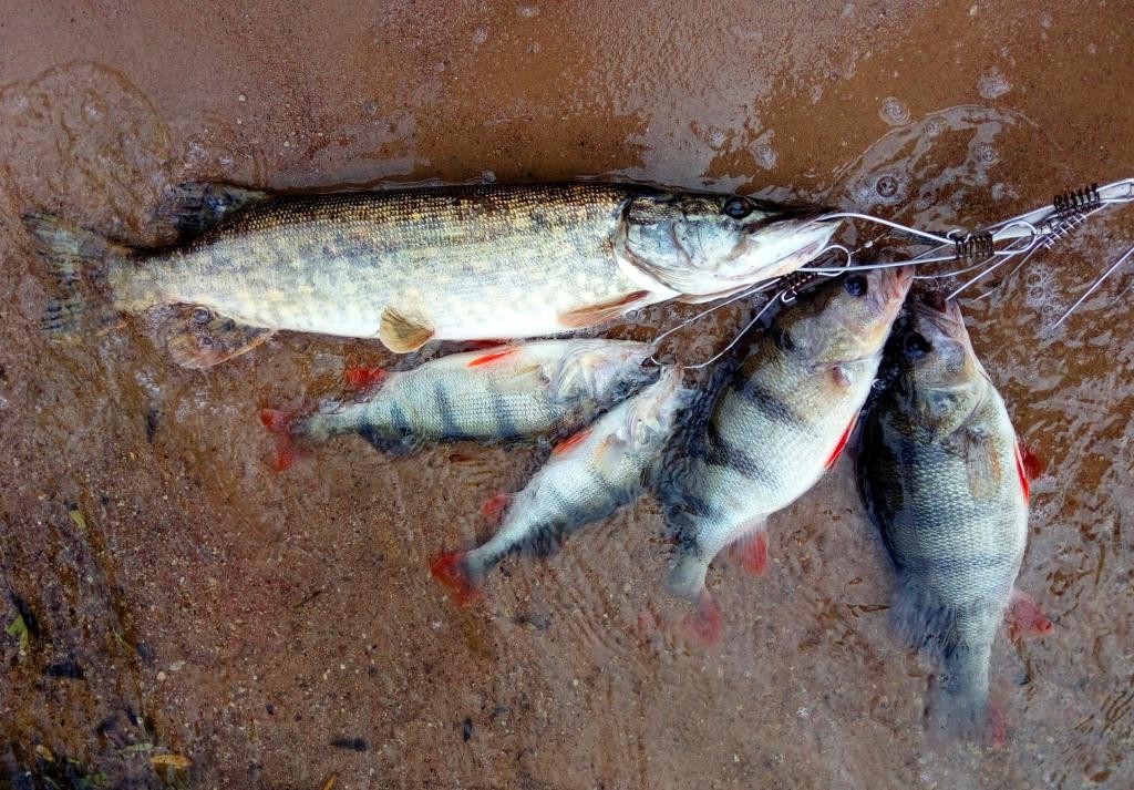 Техника проводки джиг-приманок при ловле хищника